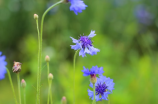 绍兴花雕(绍兴花雕——中国传统名酒的代表)