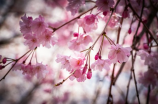 春暖花开 歌词(春暖花开 歌词：那年春暖花开的日子，我们一起去远方)