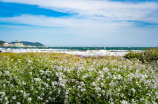 青花瓷(探秘中国瑰宝——青花瓷)